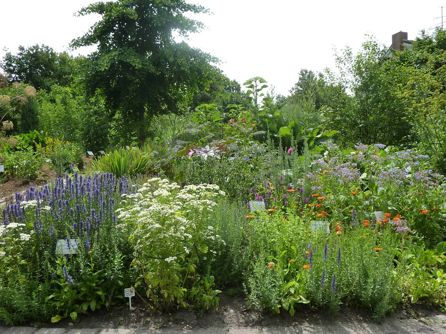 Heilpflanzengarten © Margaretha Ehlvers