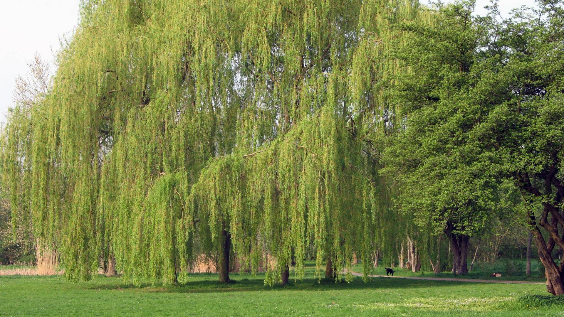 2007.04.17. Neuer Stadtpark 009