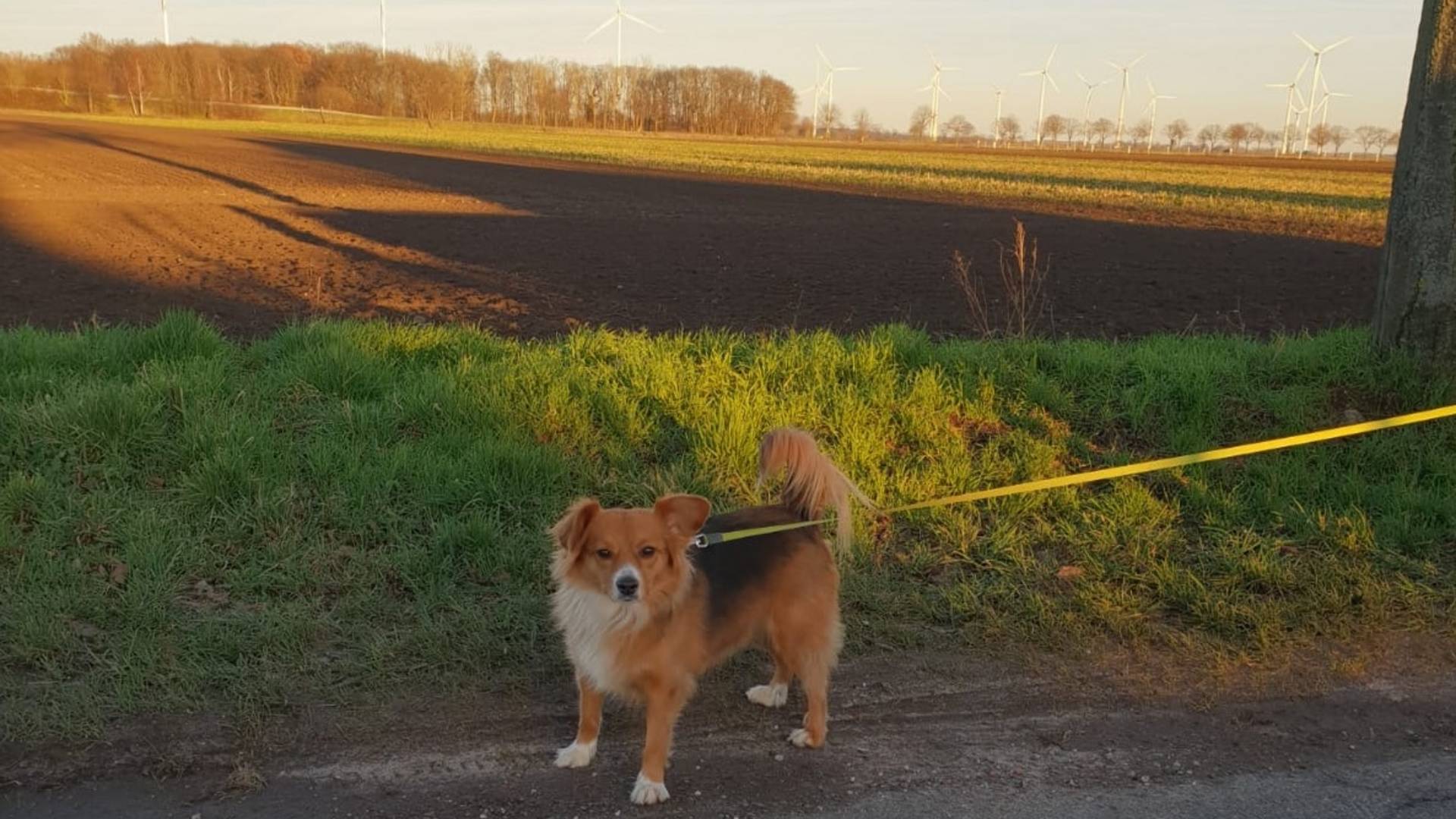 Anleinpflicht in der Brut  und Setzzeit