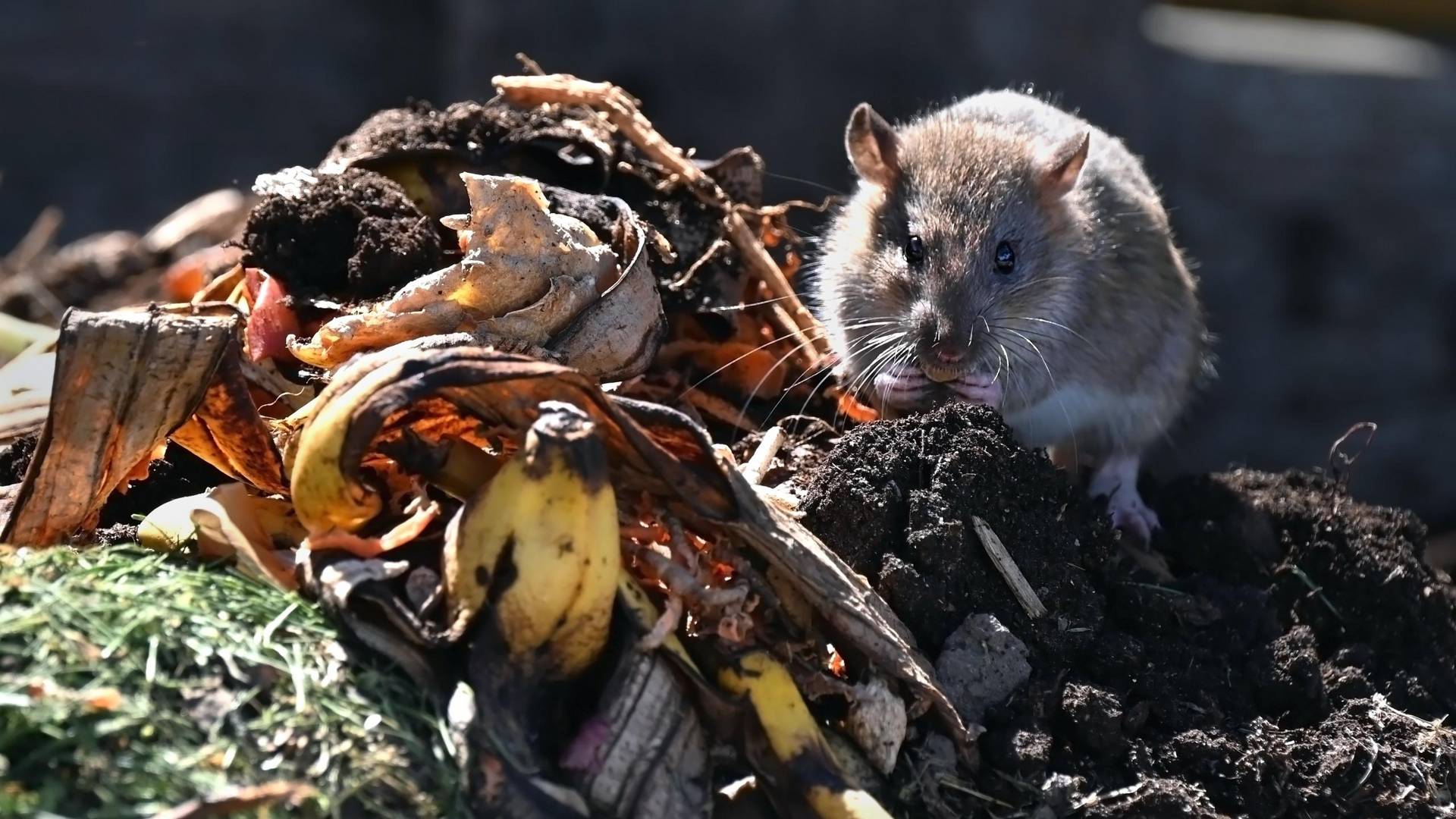 Ratte im Müll